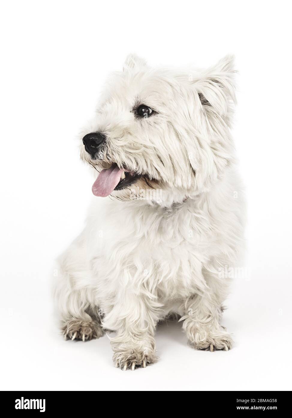 West Highland White Terrier, Westie (Canis lupus F. familiaris), est assis avec la langue pendante, regard latéral Banque D'Images