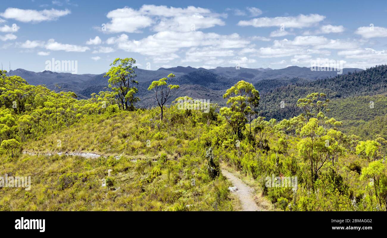 Forêt tropicale de Tasmanie, Australie, Tasmanie Banque D'Images