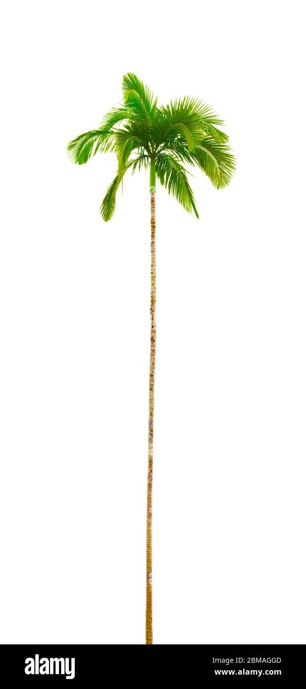 palmier, découpe Banque D'Images