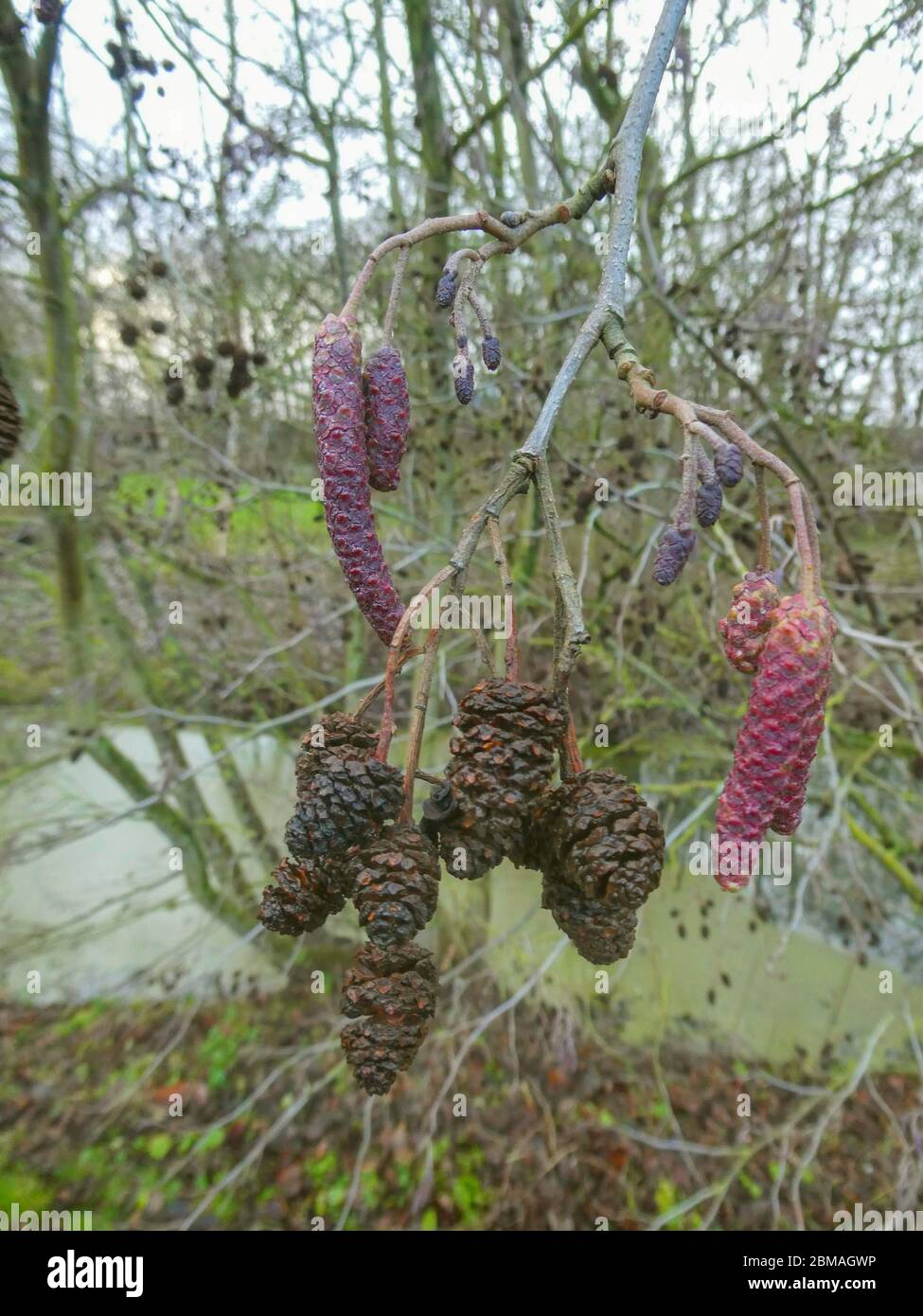 Aulne commun, aulne noir, aulne européen (Alnus glutinosa), branche avec fleur femelle, fleurs mâles et vieux cônes, Allemagne, Basse-Saxe Banque D'Images