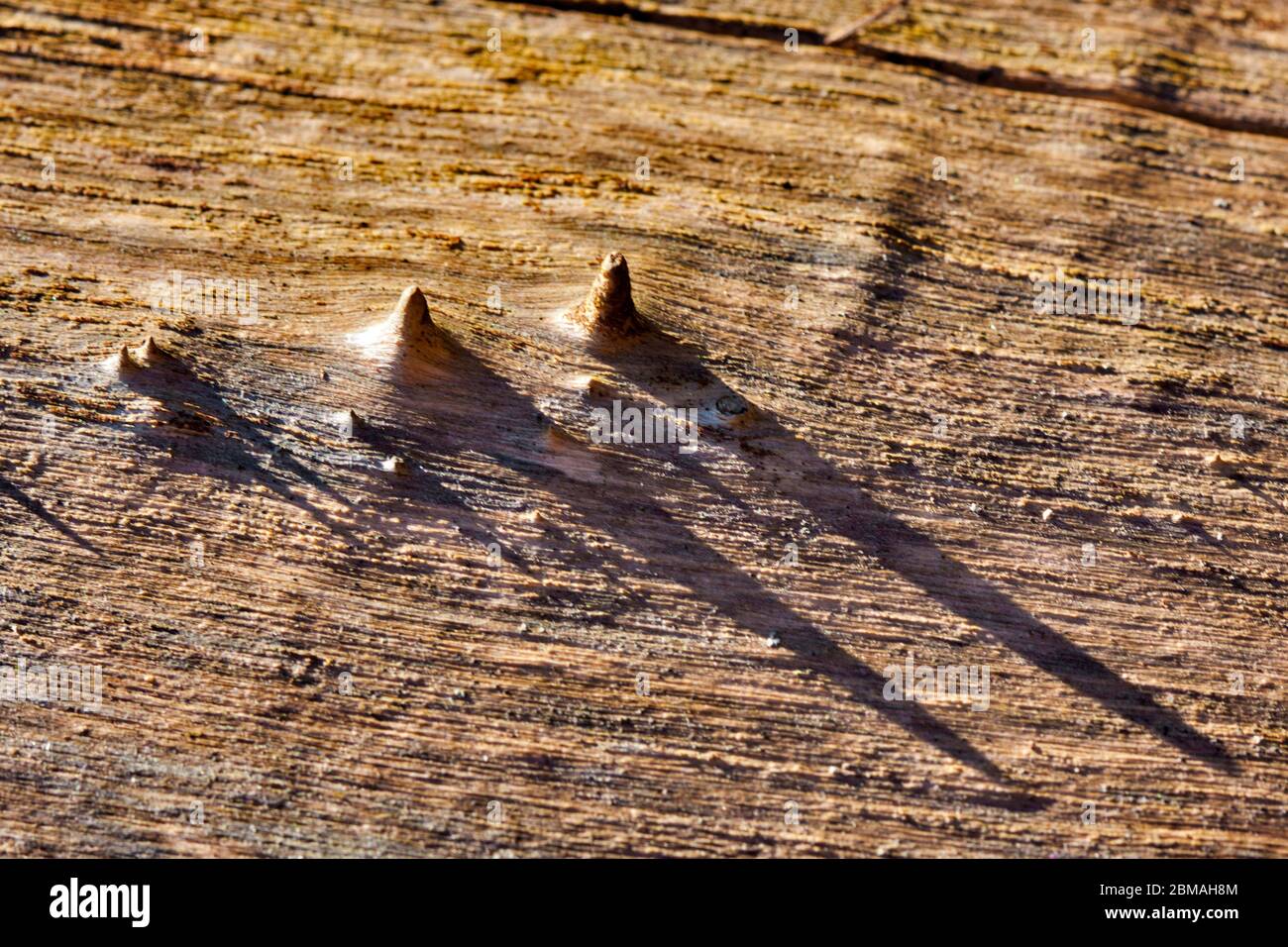 Épinette de Norvège (Picea abies), bois d'épinette, Allemagne, Rhénanie-du-Nord-Westphalie Banque D'Images