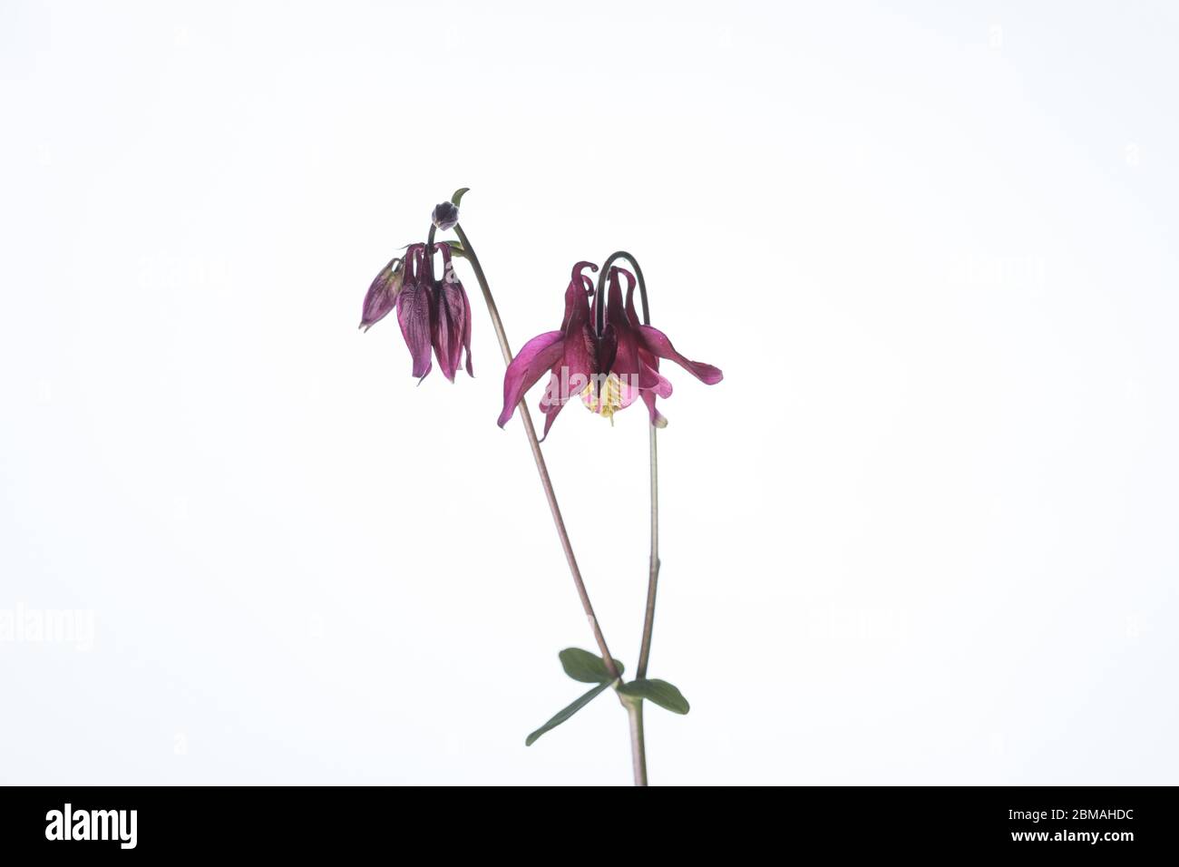 Fleurs Aquilegia prises dans un studio mobile sur fond blanc lumineux Banque D'Images