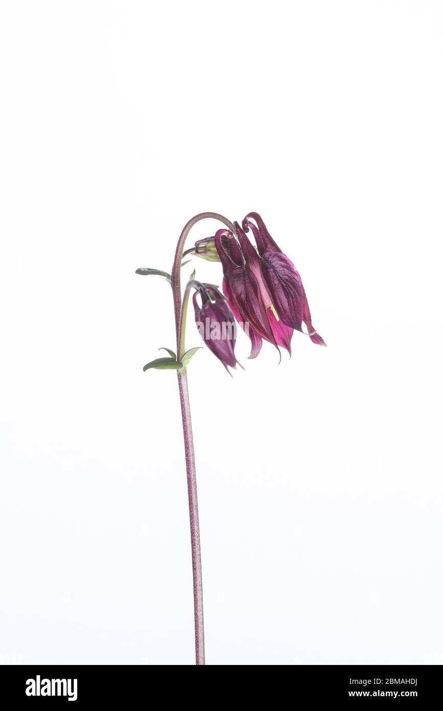 Fleurs Aquilegia prises dans un studio mobile sur fond blanc lumineux Banque D'Images