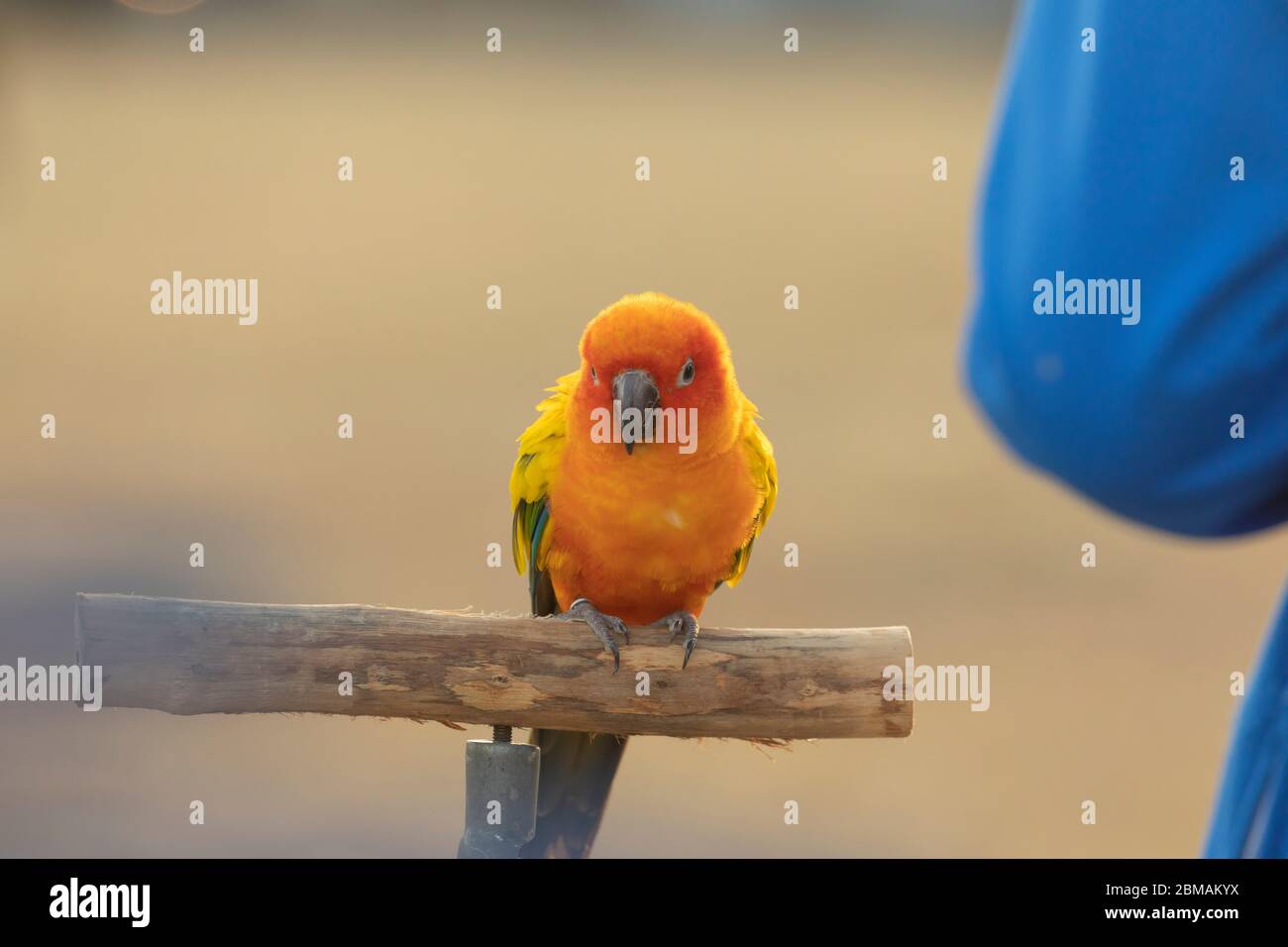 Un oiseau de lovebird aime le plein air avec son propriétaire sur l'esplanade Alun Alun Utara à Yogyakarta. Banque D'Images