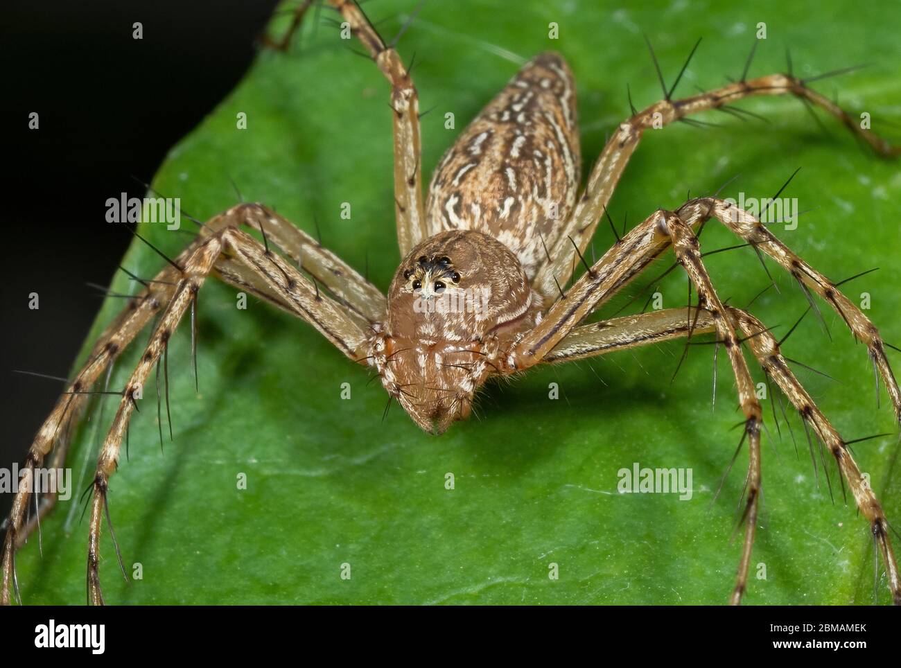 La macro photographie de Spider sur feuille verte Banque D'Images