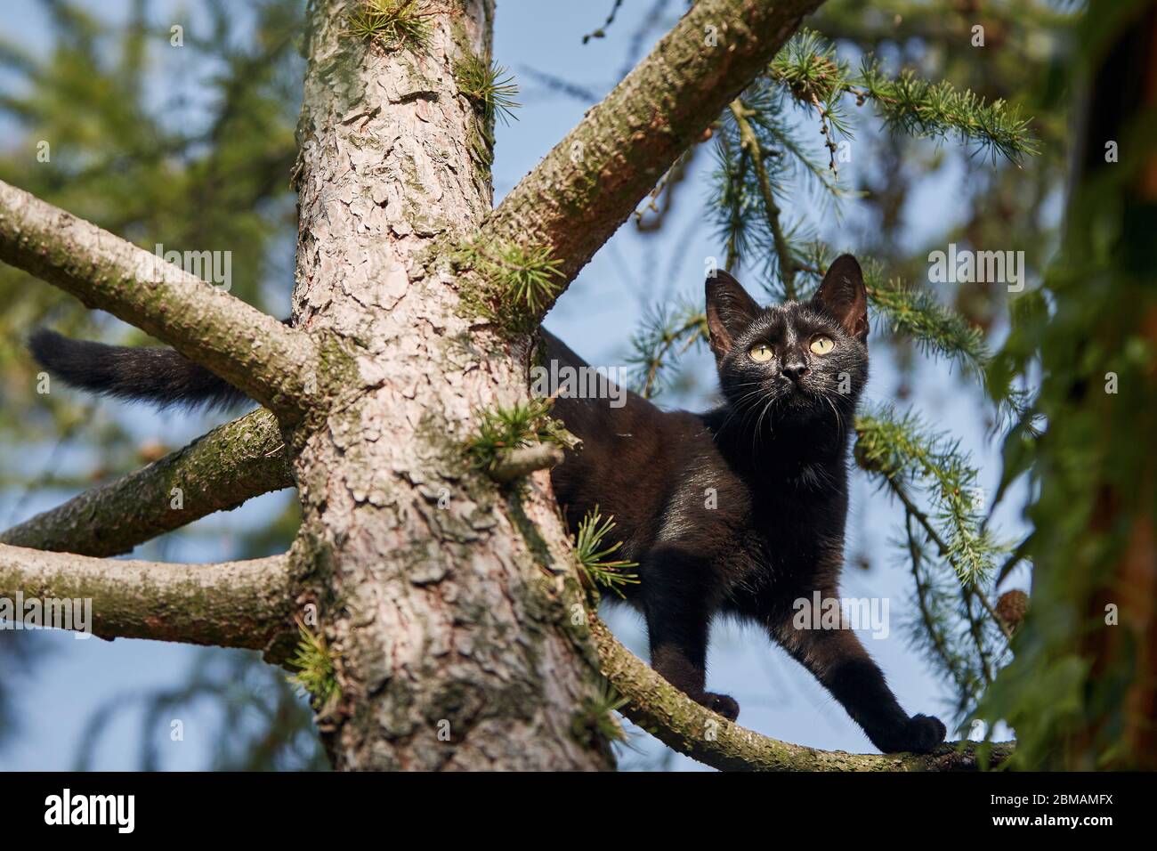Vue à angle bas du chat noir avec les yeux jaunes sur l'arbre. Thèmes timidité, exploration et animaux perdus. Banque D'Images