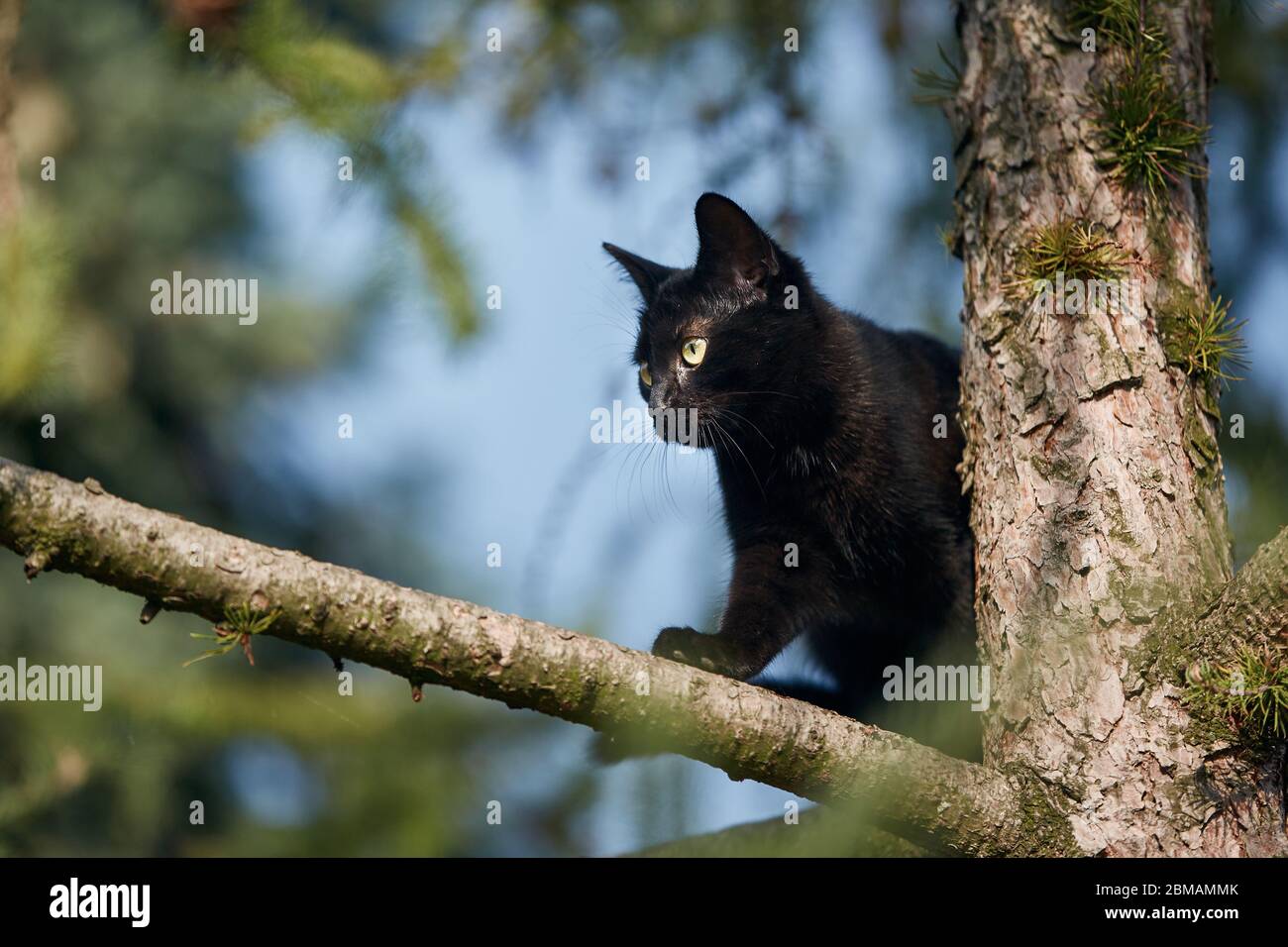 Vue à angle bas du chat noir avec les yeux jaunes sur l'arbre. Thèmes timidité, exploration et animaux perdus. Banque D'Images