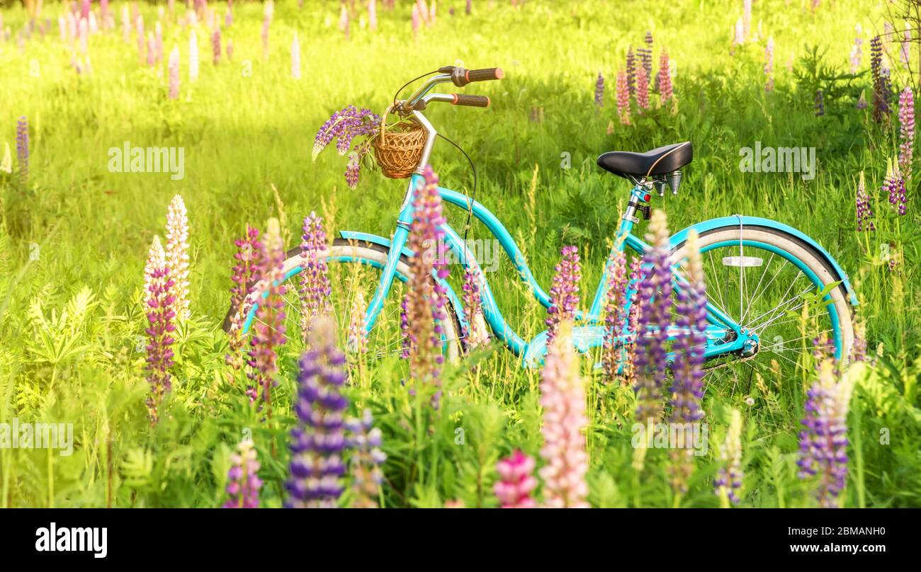 Vintage bicycle avec panier plein de fleurs debout dans le champ ensoleillé Banque D'Images