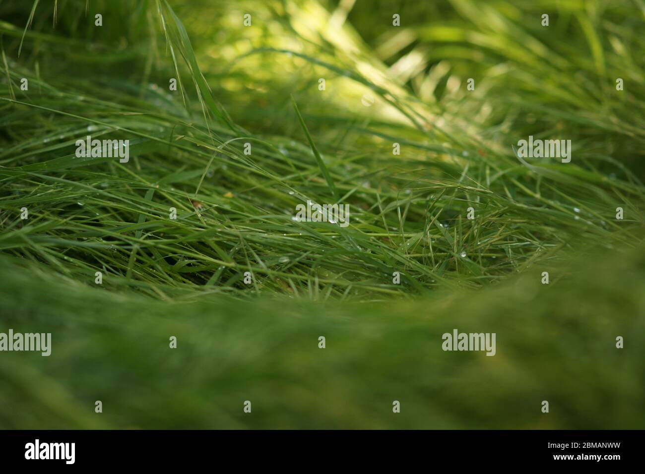 couvrir d'herbe verte fraîche dans les gouttes de pluie, champ ensoleillé de printemps. Banque D'Images