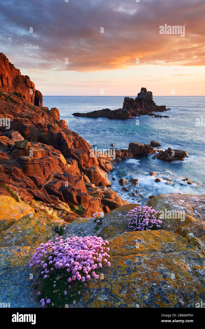 L'épargne pousse sur les falaises à la fin de Land, Cornwall Banque D'Images