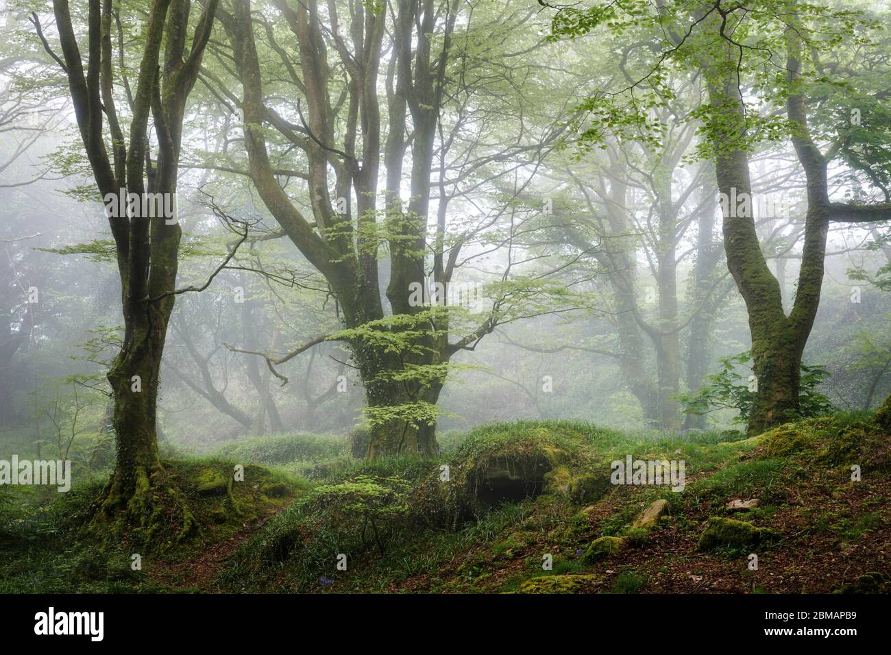 Une forêt de printemps brumeux, Cornwall Banque D'Images