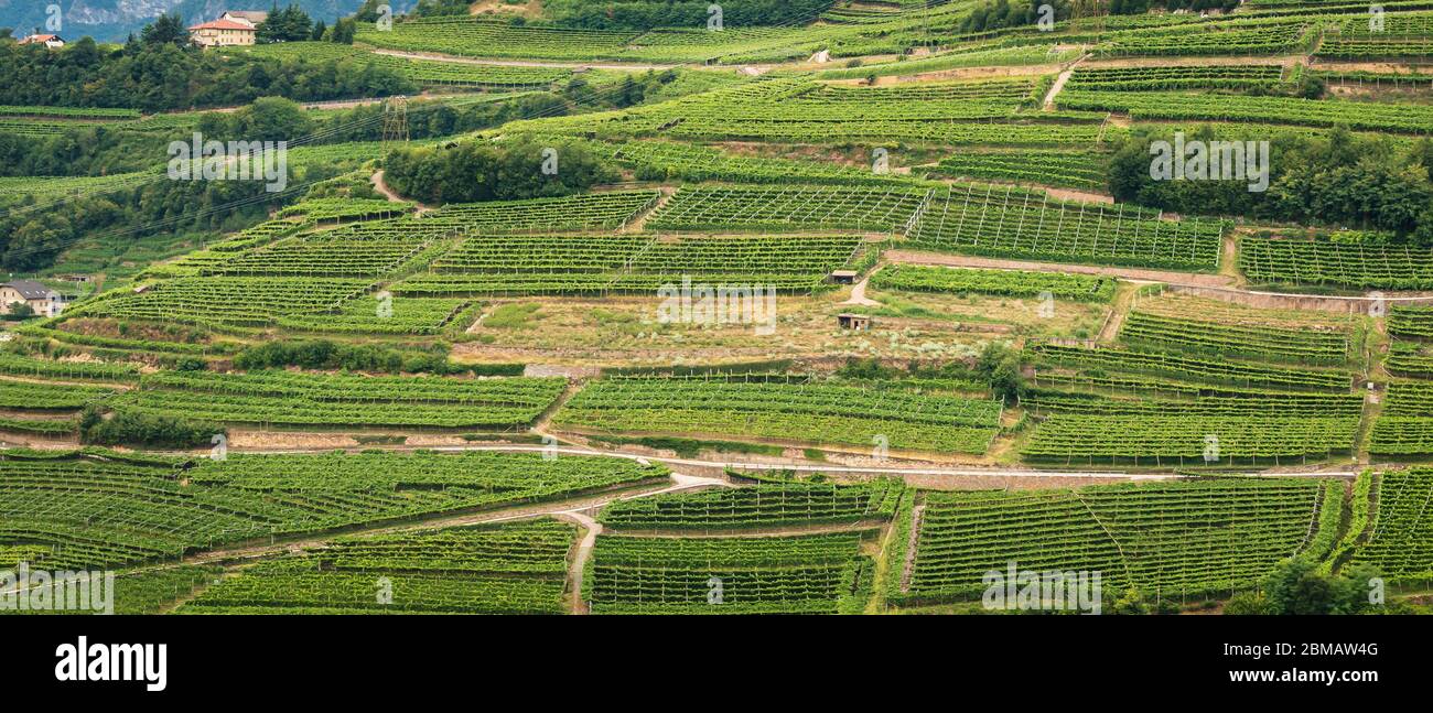 Vignobles en terrasse à Val di Cembra (vallée de Cembra), Trentin-Haut-Adige, Italie northrn Banque D'Images
