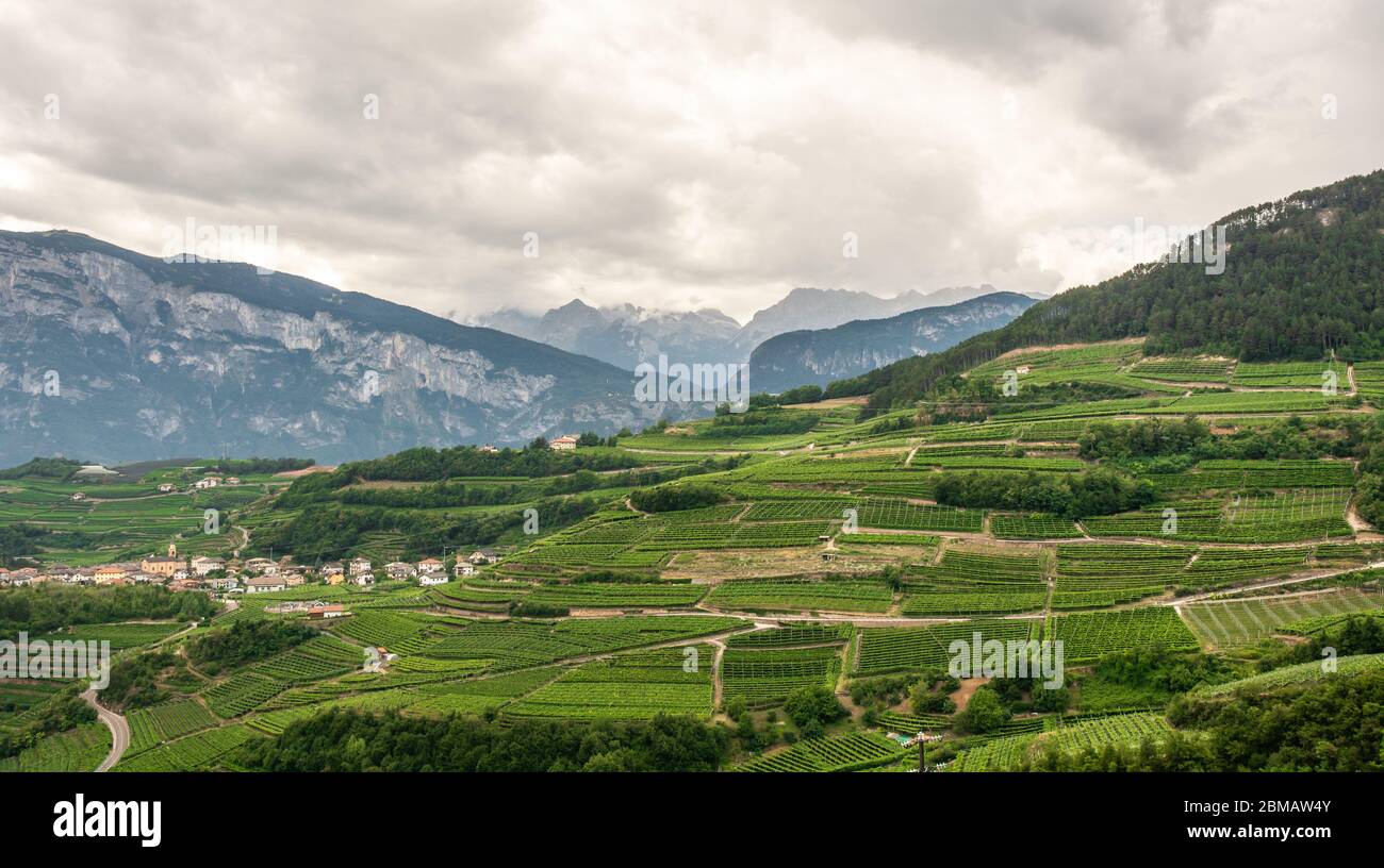 Vignobles en terrasse à Val di Cembra (vallée de Cembra), Trentin-Haut-Adige, Italie northrn Banque D'Images