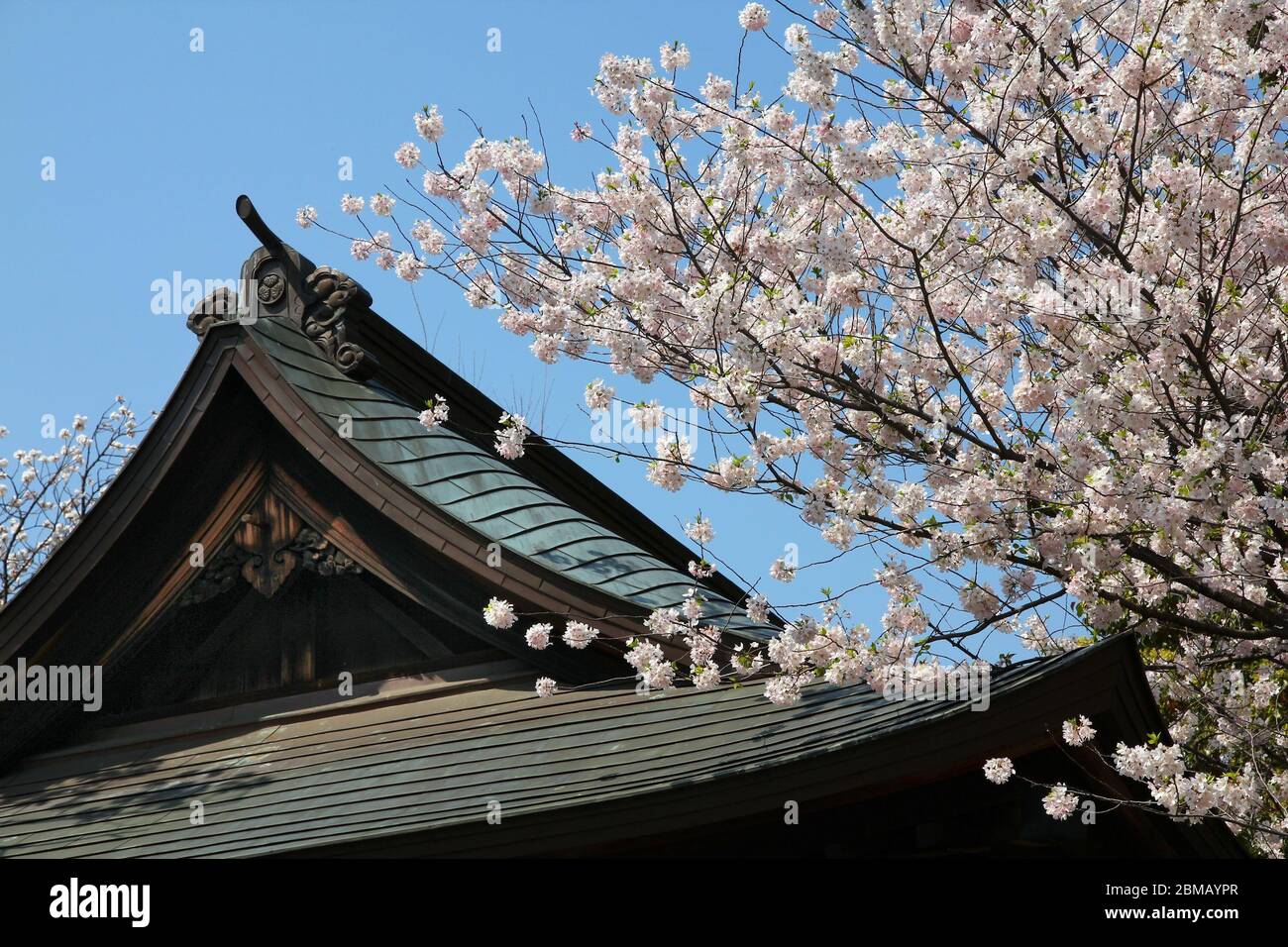 Heure de printemps Ueno Park. Cerisiers en fleurs à Tokyo, Japon. Cerisiers en fleurs blancs. Banque D'Images