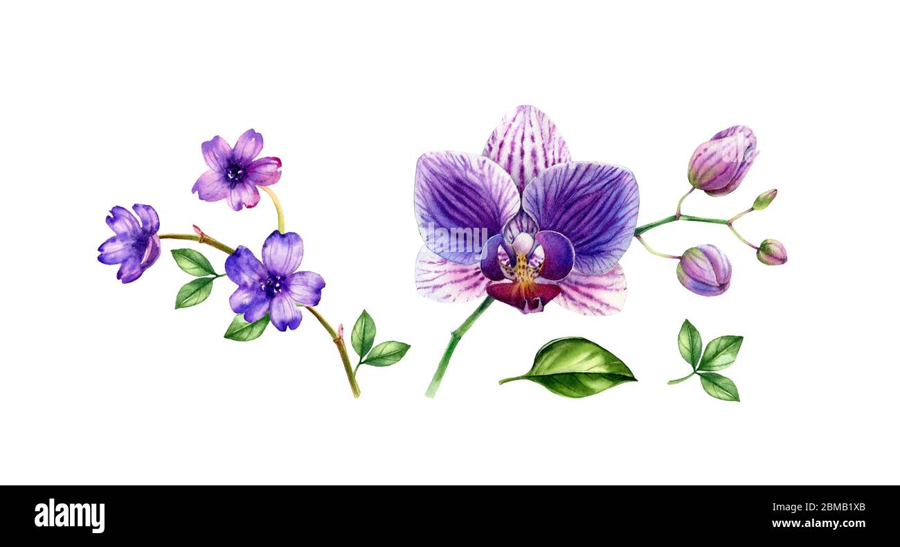 Ensemble d'orchidées aquarelle. Fleurs violettes, grandes et petites, feuilles. Plantes violettes vibrantes. Collection tropicale à motif floral peint à la main. Illustrations botaniques Banque D'Images