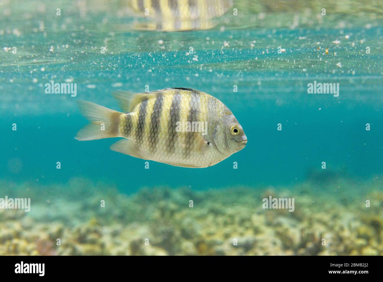 Black Spot Sergent; Abudefduf sordidus; Maldives Banque D'Images Black Spot Sergent; Abudefduf sordidus; Maldives Banque D'Images
