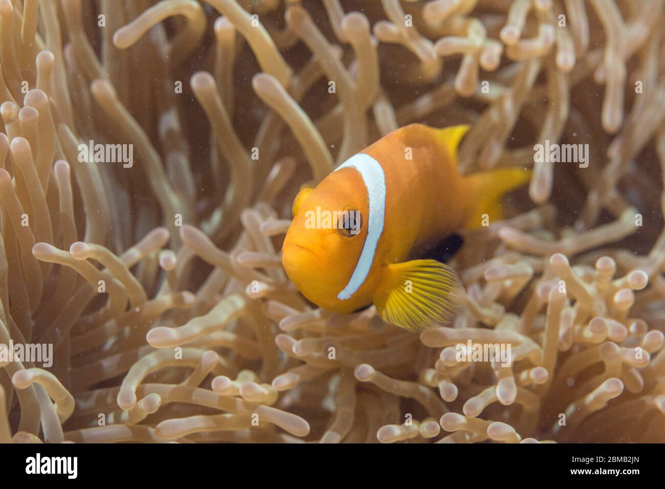 Anemonefish de pied-de-noir; Amphiprion nigripes; à Anemone; Maldives Banque D'Images