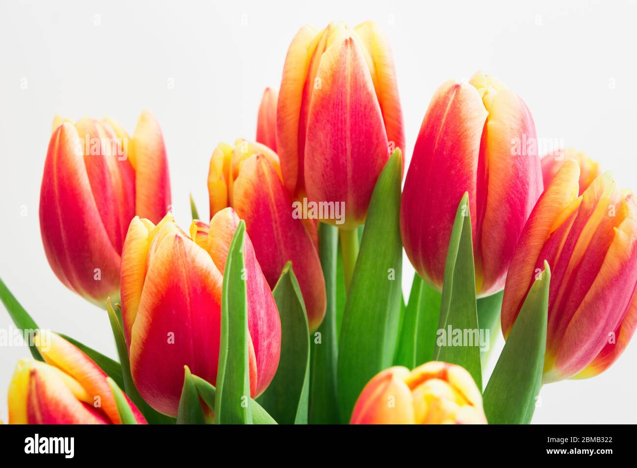 Beau bouquet de tulipes roses sur fond blanc. Cadeau de fête pour la fête des femmes Banque D'Images