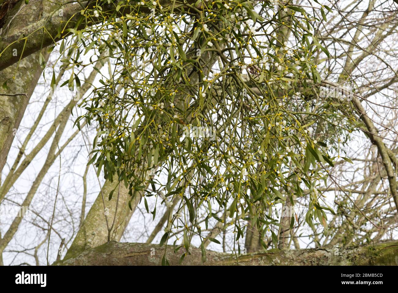 Mistletoe, album de Viscum, poussant sur un arbre d'aubépine Banque D'Images