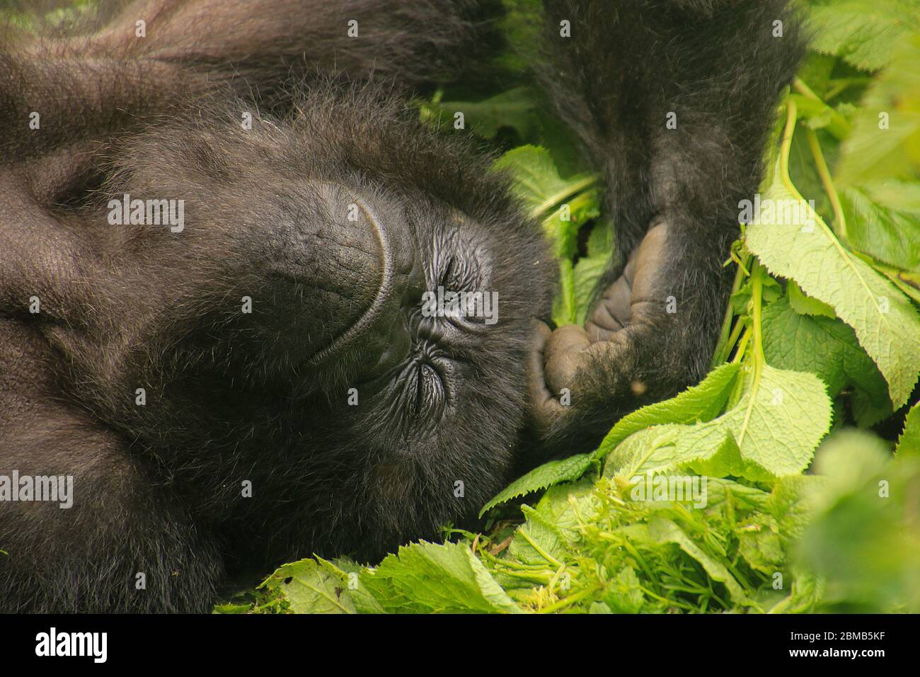 Gorille de montagne femelle (Gorilla beringei beringei) dans le feuillage. Photographié au Parc National des Volcans (Volcans National Park), Rwanda Banque D'Images