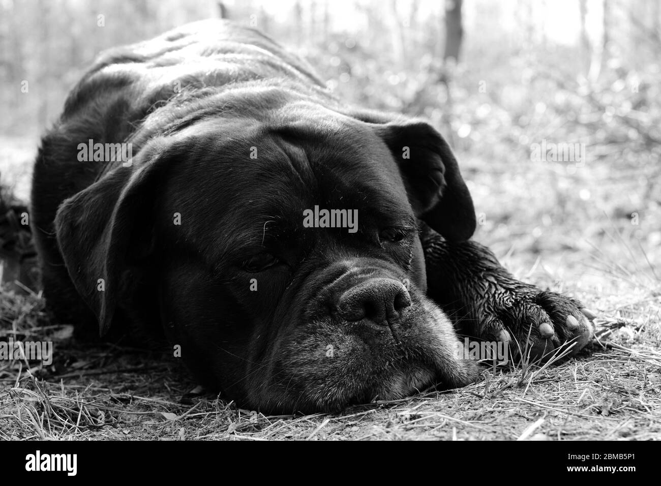 Brindle cane corso Banque d