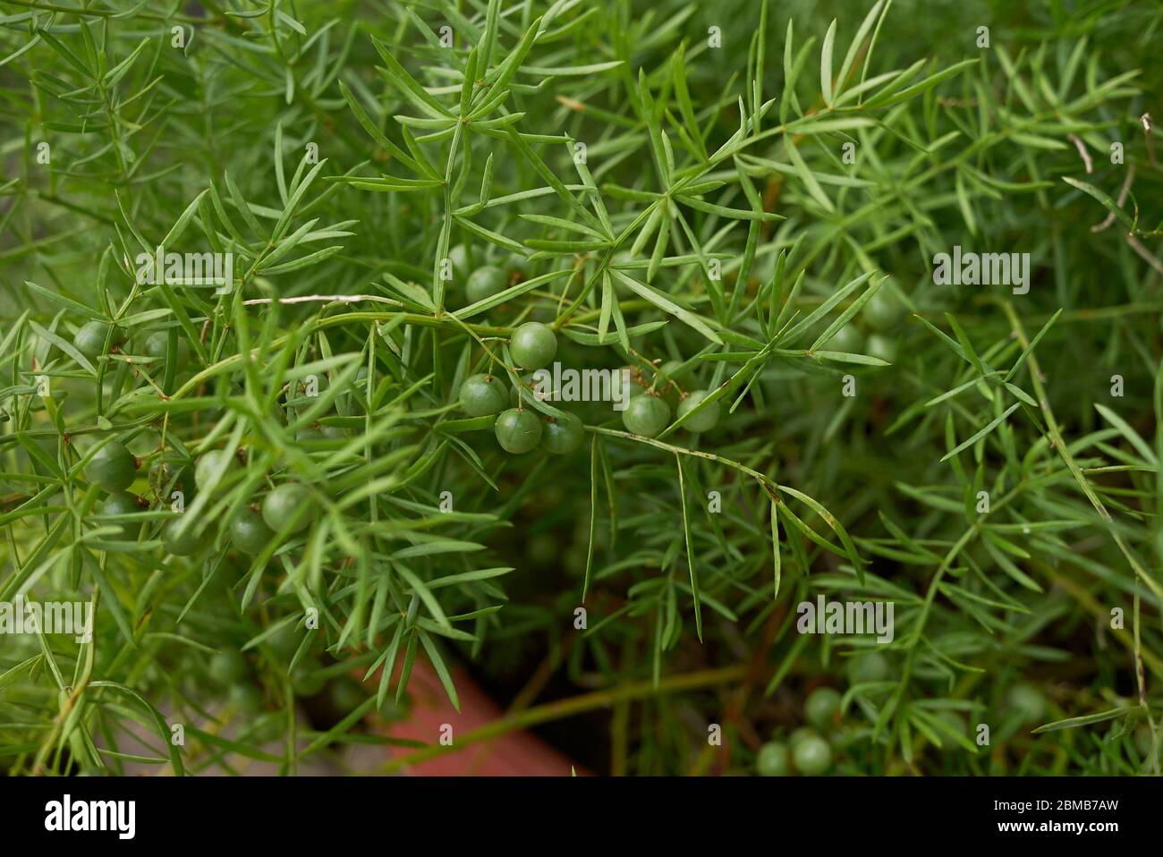 Asperges densiflorus en fleur Banque D'Images