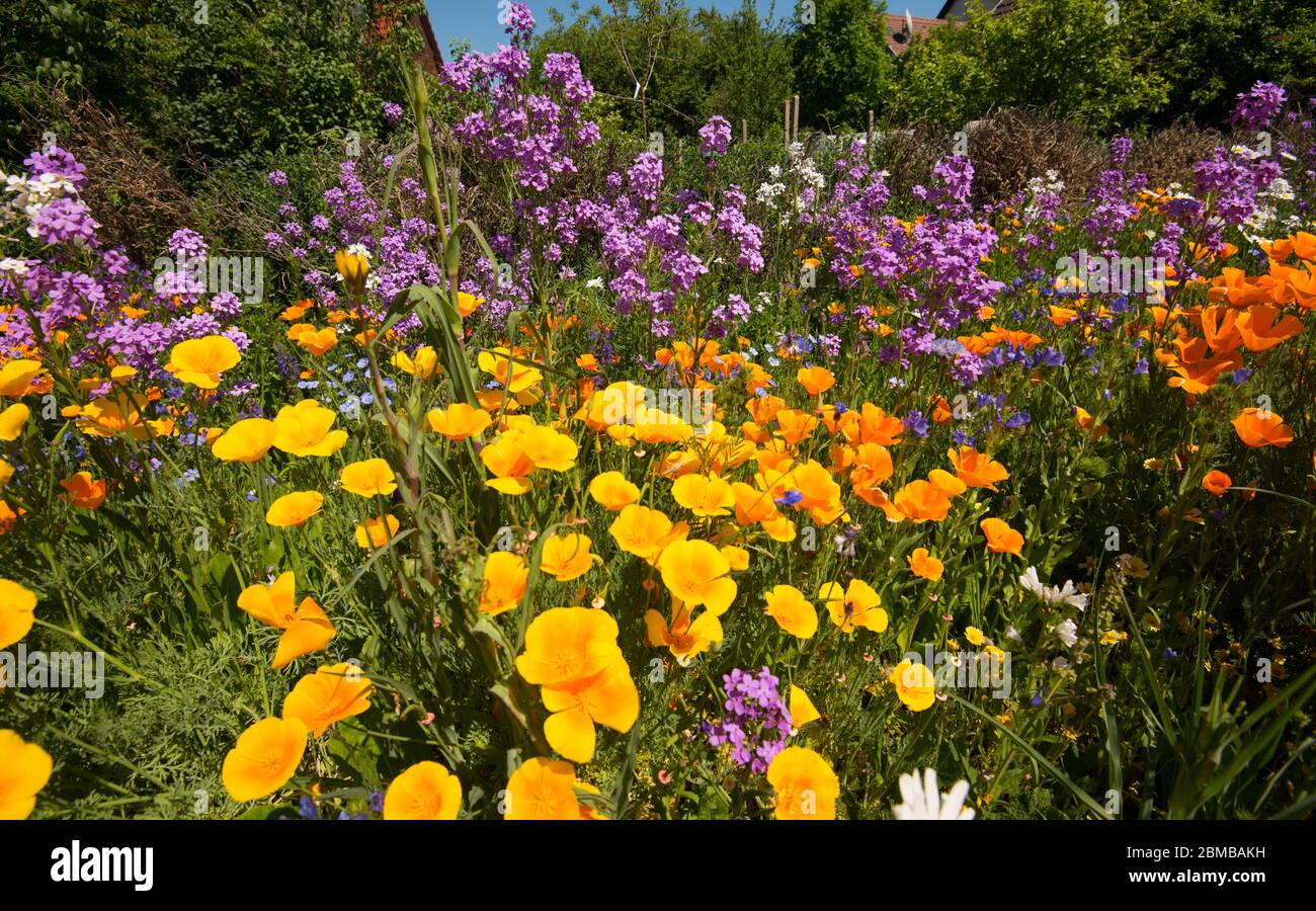 fleurs sauvages en cravate de printemps dans la région d'ortenau en allemagne Banque D'Images