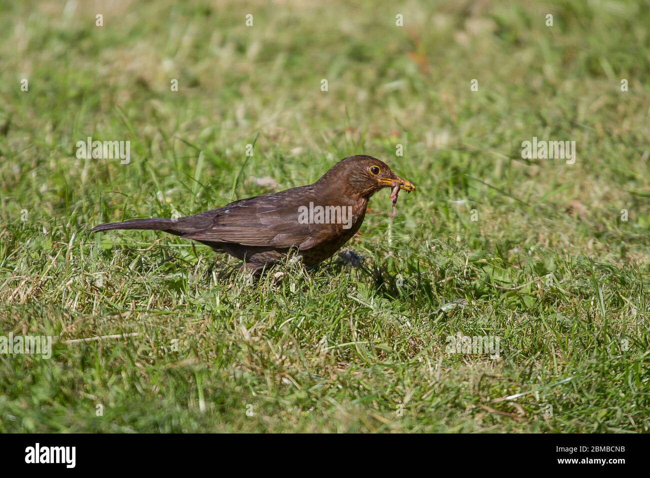 Femelle chasse aux oiseaux noirs pour la nourriture Banque D'Images