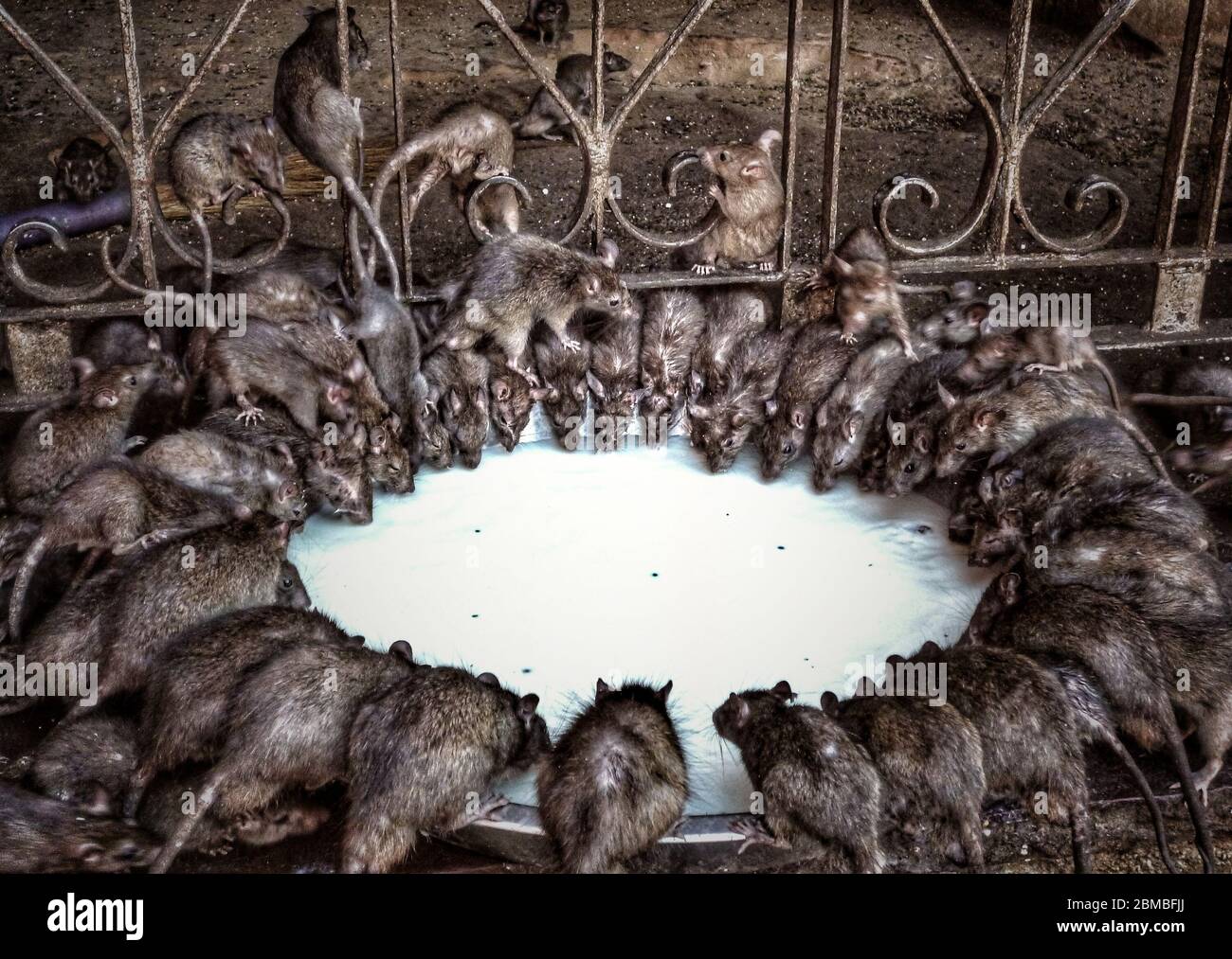 Un groupe de rats (Rattus Rattus) qui sirotent du lait donné par des fidèles au temple de Karni Mata, le temple de rats à Deshnoke, près de Bikaner, Rajasthan, Inde. Banque D'Images