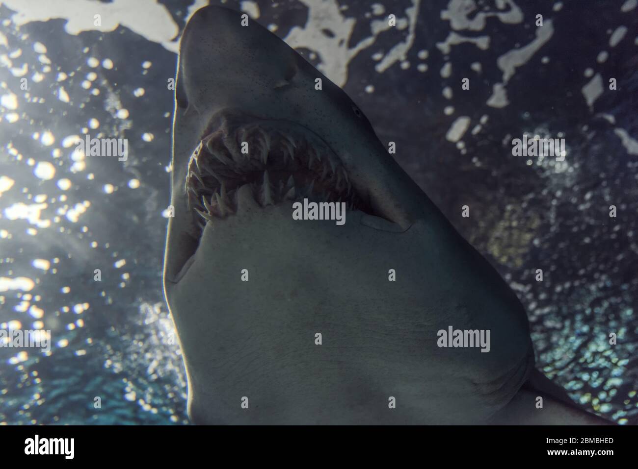 Gros plan d'un tir de requin de sable de dessous Banque D'Images