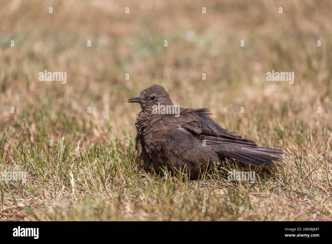 Tussacbird ou Cinclodes noircis; Cinclodes antarcticus; bains de soleil; Falklands Banque D'Images