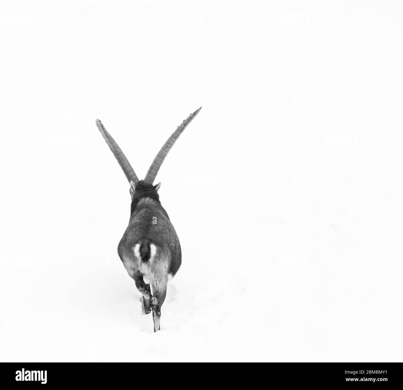 ALPINE IBEX - IBICE DE LOS ALPES (Capra ibex), Parc National du Gran Paradiso, Valnontey, Vallée d'Aoste, Alpes, Italie, Europe Banque D'Images