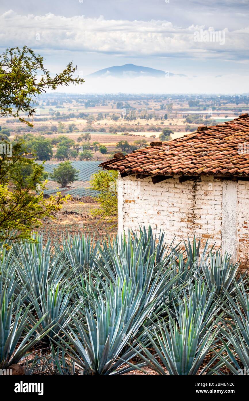 Maison en terre cuite et champ d'agave bleu dans la région de production de tequila près d'Atotonilco, Jalisco, Mexique. Banque D'Images