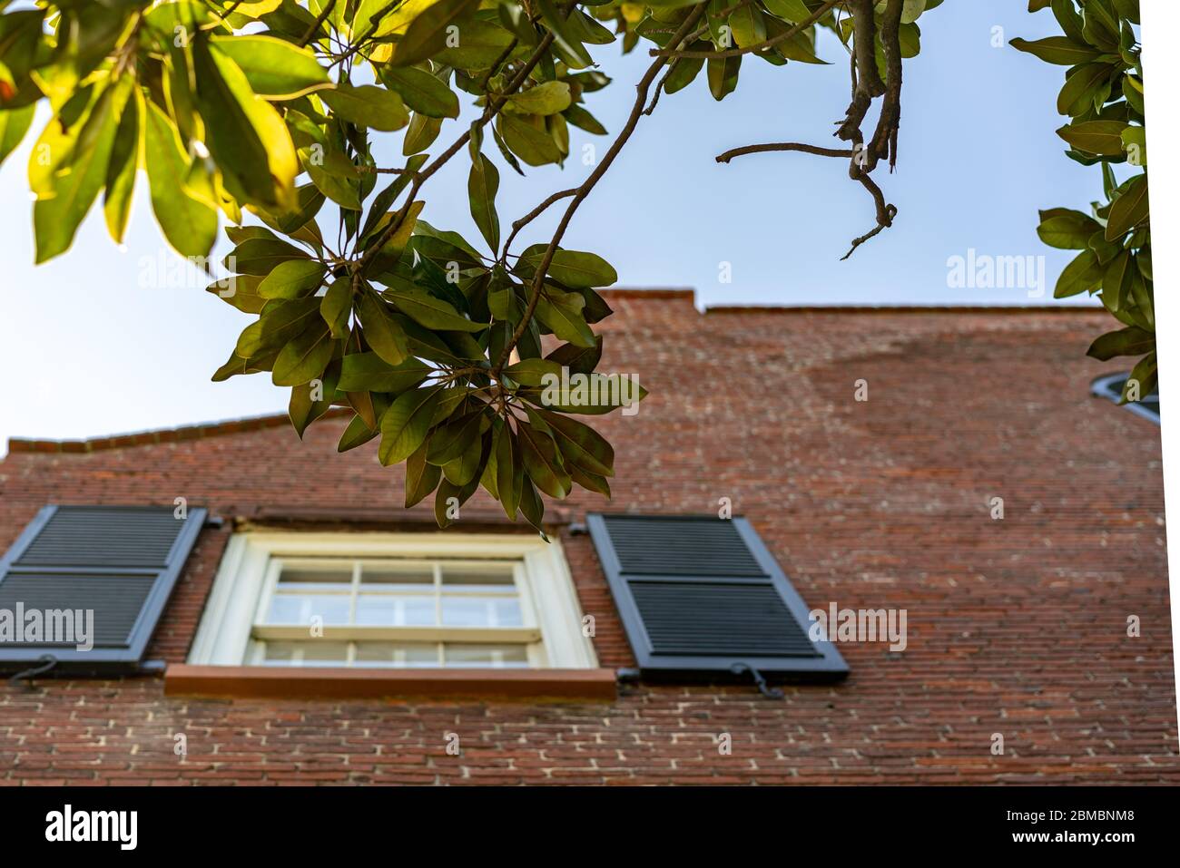 Feuilles de Magnolia et un bâtiment en briques. Banque D'Images