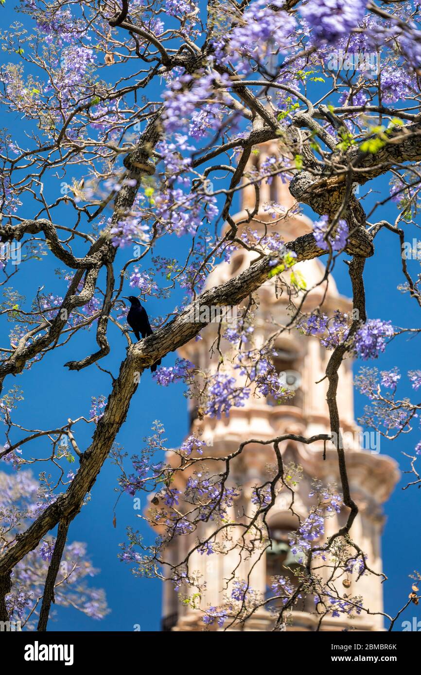 Jacarandas fleurissent devant une tour de la cathédrale de Lagos de Moreno, Jalisco, Mexique. Banque D'Images