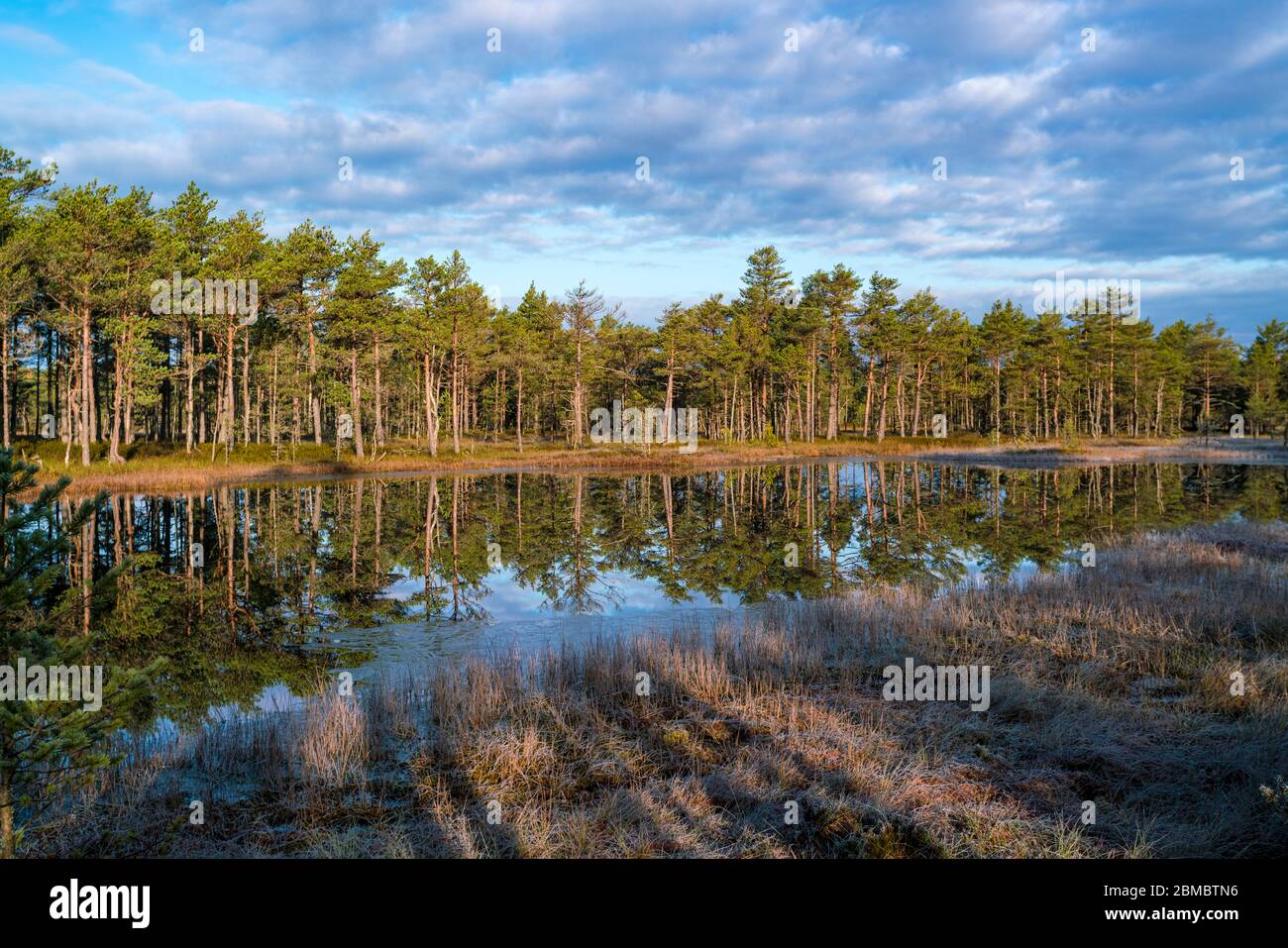 Lac à Viru Raba ou marécage de tourbière à Lahemaa national parc en automne Banque D'Images