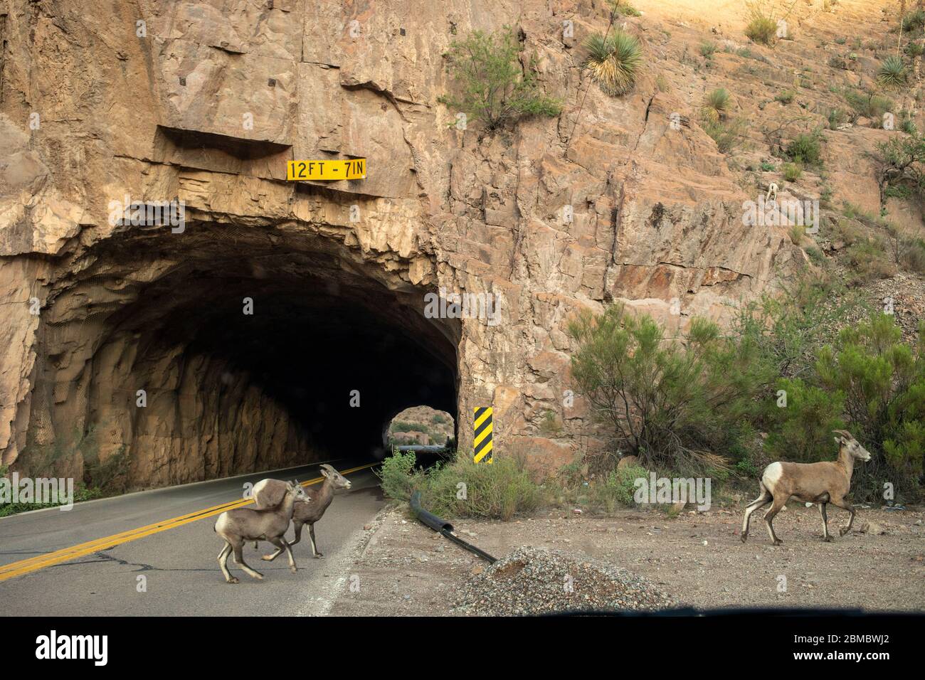 Une famille de gros moutons à corne traverse une route à l'entrée d'un tunnel Banque D'Images