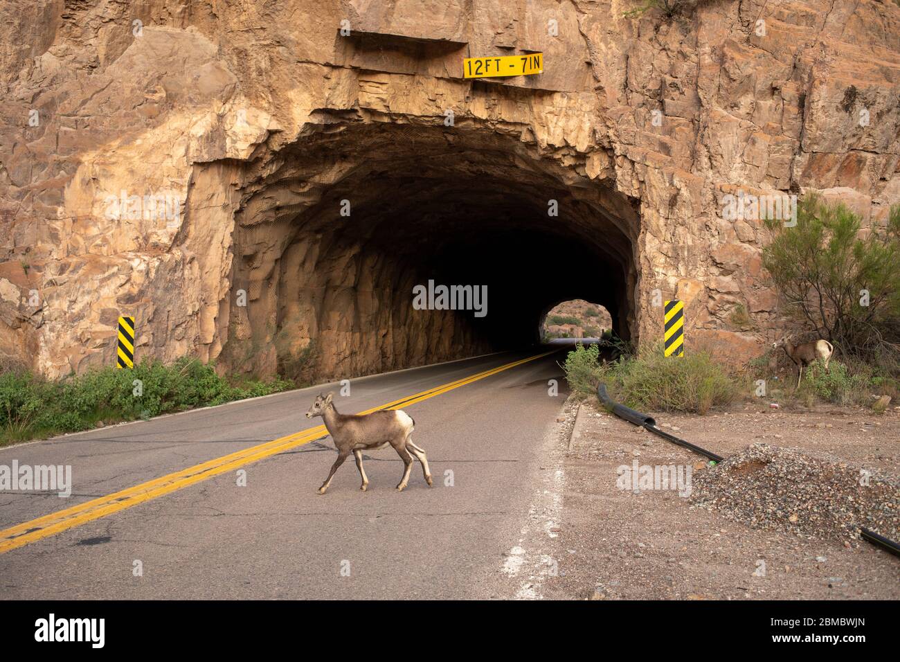 Un bébé grand mouton de corne traverse une route menant à une entrée de tunnel Banque D'Images