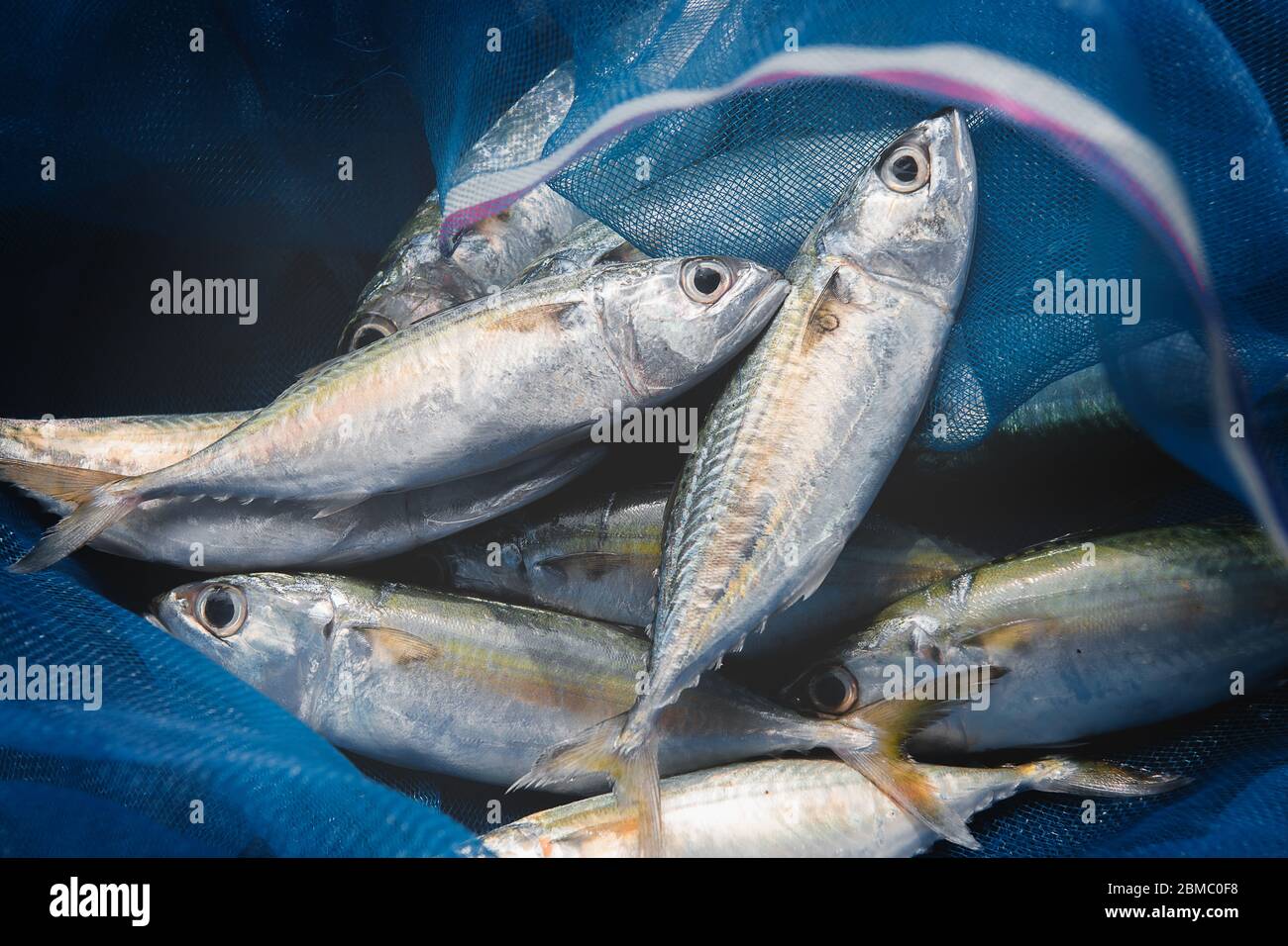 Poissons de sardine de maquereau en senne bleue de pêche avec éclairage extérieur faible. Banque D'Images