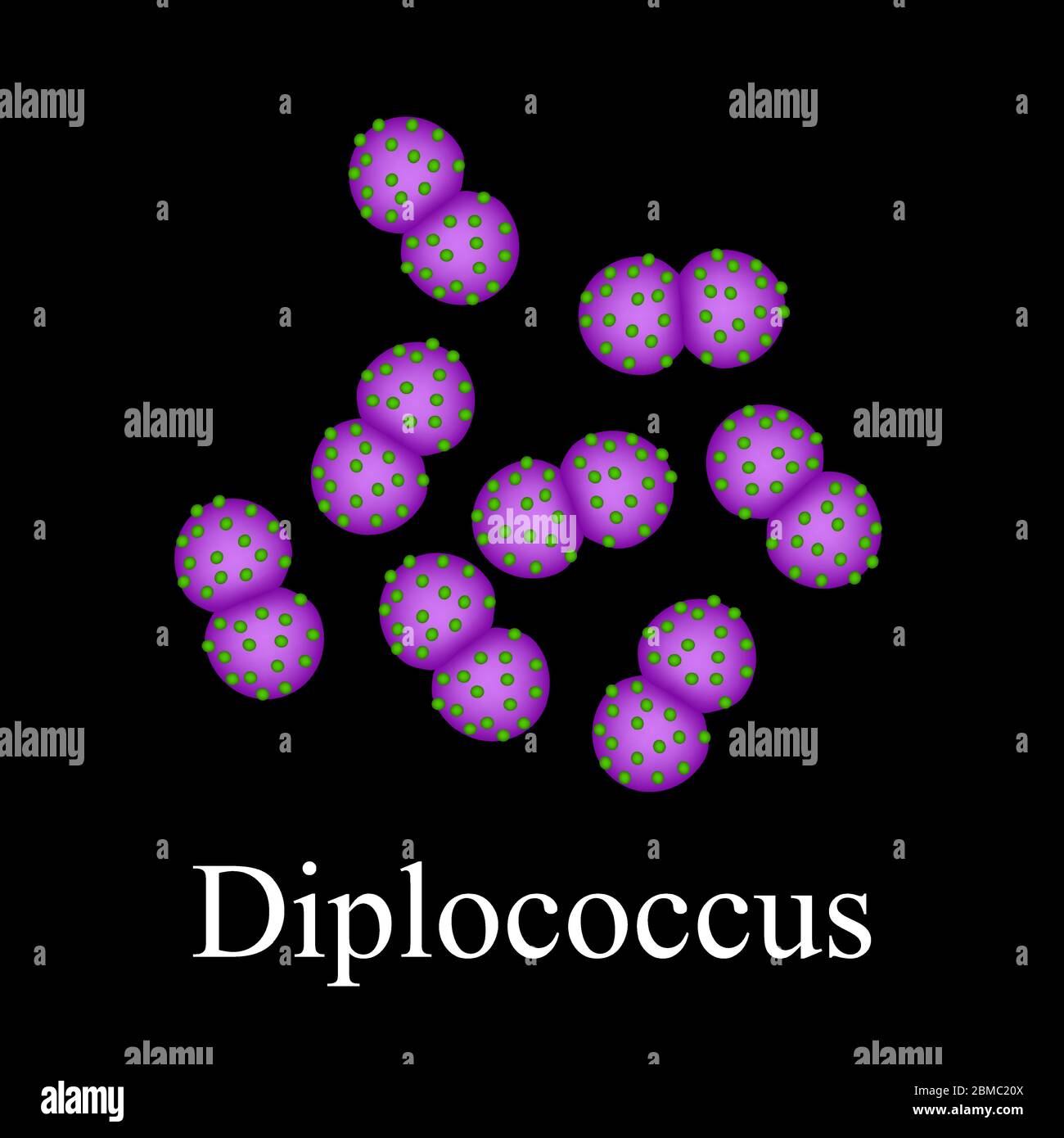 Structure des diplocoques. Bactéries diplococcus. Infographies. Illustration vectorielle sur un arrière-plan isolé Illustration de Vecteur