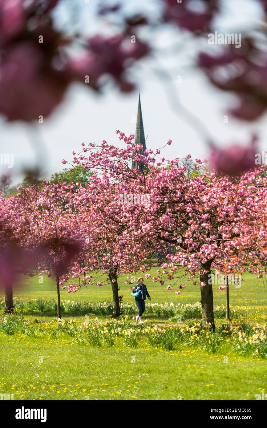 MÉTÉO - superbes expositions pour la fleur de cerisier dans le soleil de printemps sur la erse à Harrogate - Date de la photo dimanche 8 mai 2016 (Harrogate, Nord Banque D'Images
