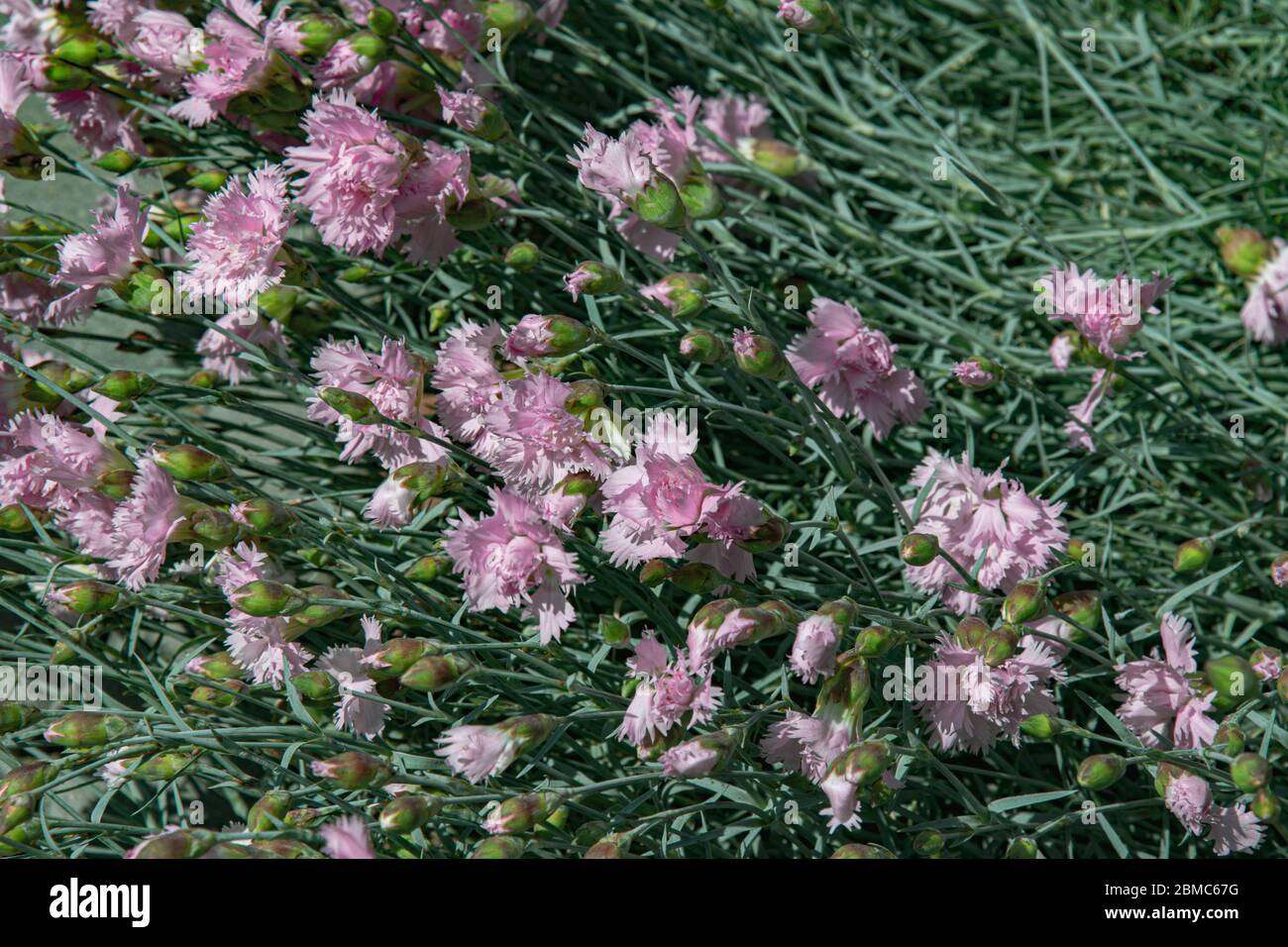Brousse de carnation rose en fleurs avec pétales luxuriants de nombreuses fleurs et de petits bourgeons parmi les feuilles vertes. Vue de dessus des fleurs de clou de girofle sur le lit de fleurs Banque D'Images