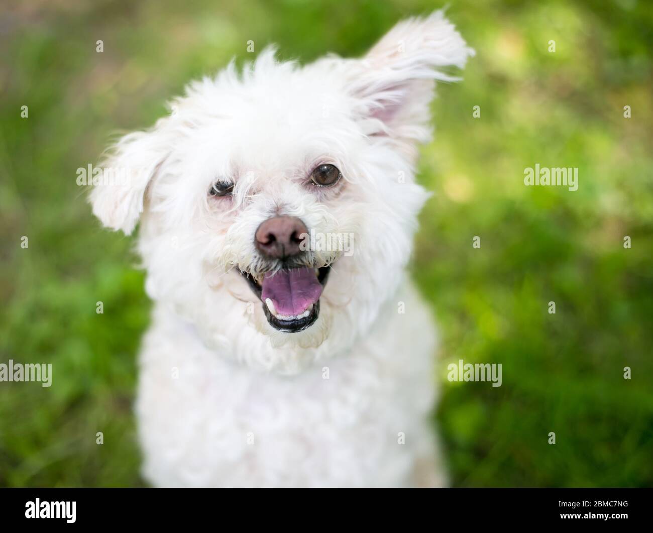 Un chien mixte à poils de coolé blanc qui cherche avec une expression heureuse Banque D'Images