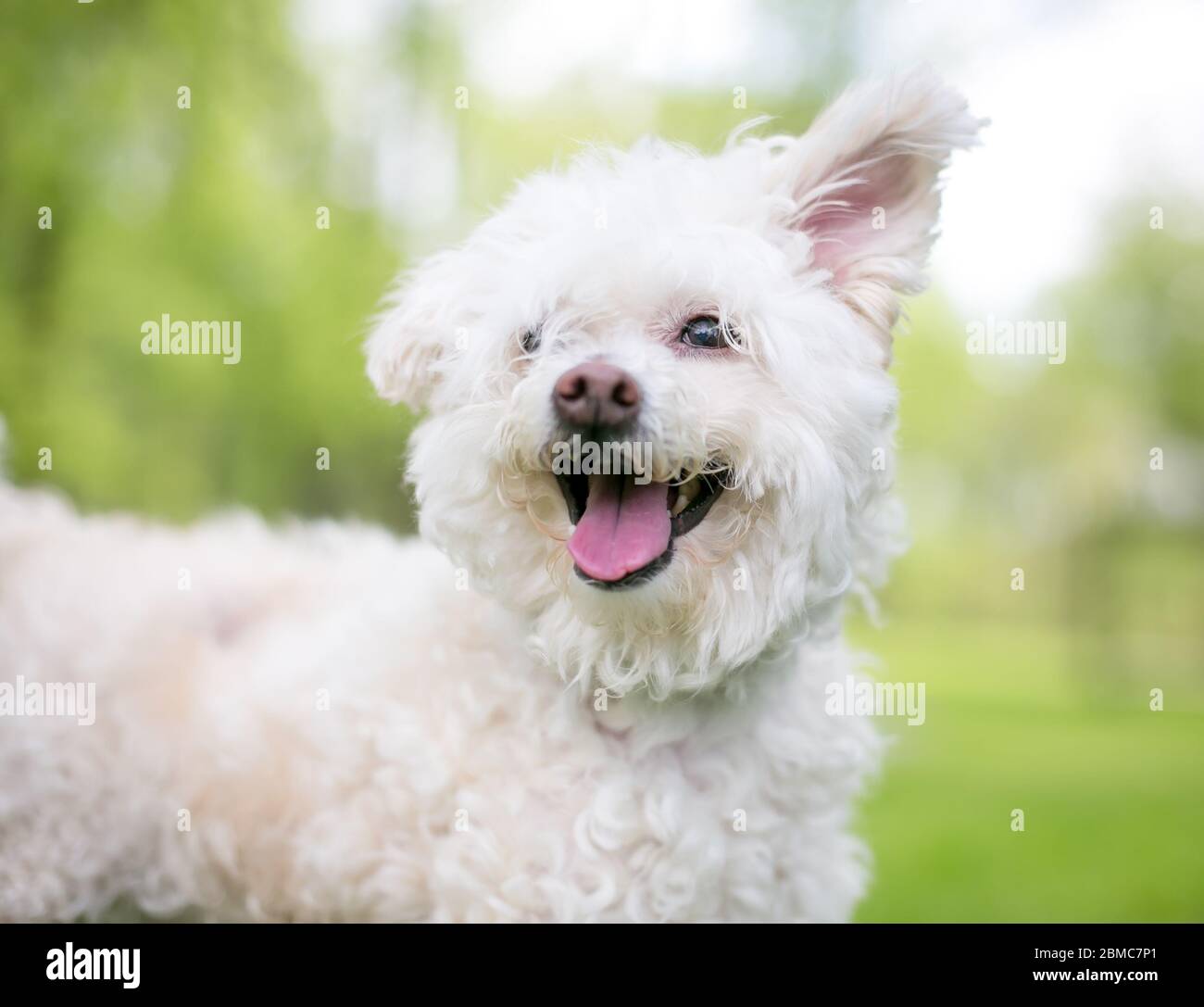 Chien mixte à la fourrure, blanc et palanche, avec des oreilles en forme de disquettes et une expression heureuse Banque D'Images