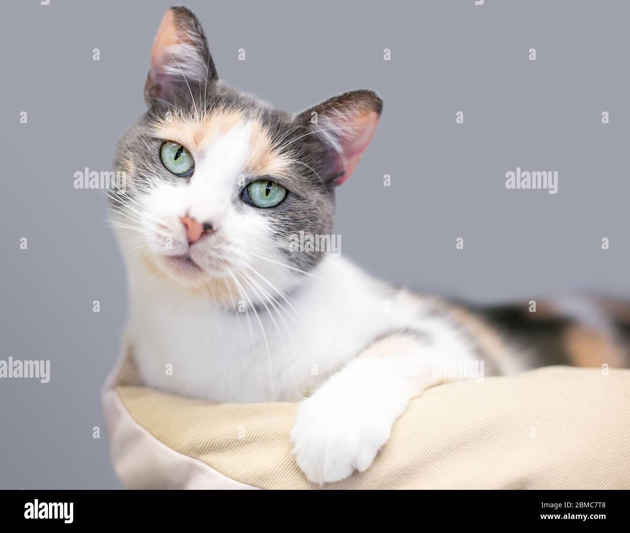 Un Calico dilué domestique shorthair chat se relaxant dans un lit de chat et inclinant sa tête avec une expression curieuse Banque D'Images