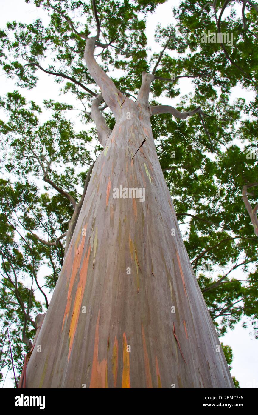 Vue sur Hawaiian Rainbow Eucalyptus Banque D'Images