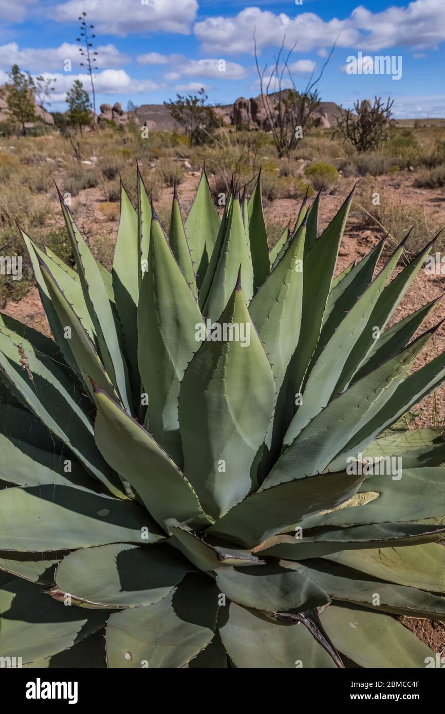 Agave croissant dans le jardin botanique du désert dans le parc national de la ville de Rocks, situé entre Silver City et Deming dans le désert de Chihuahuan, Nouveau-Mexique, Banque D'Images