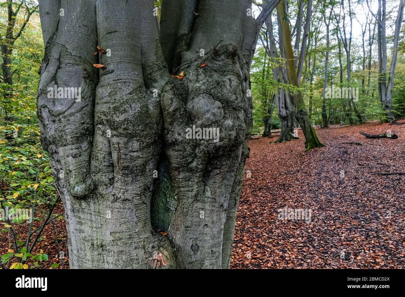 Tronc de hêtre pollon dans la forêt d'Epping, Essex, Angleterre, Royaume-Uni Banque D'Images