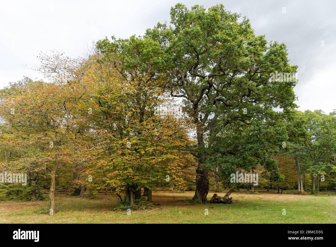 Arbres poussant sur le bord de la forêt d'Epping, Essex, Angleterre, Royaume-Uni Banque D'Images