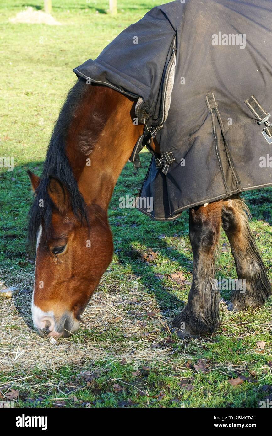 Pâture de chevaux de la baie sur pâturage Banque D'Images